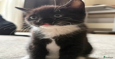 European cats Kittens looking for forever home - Advert 15