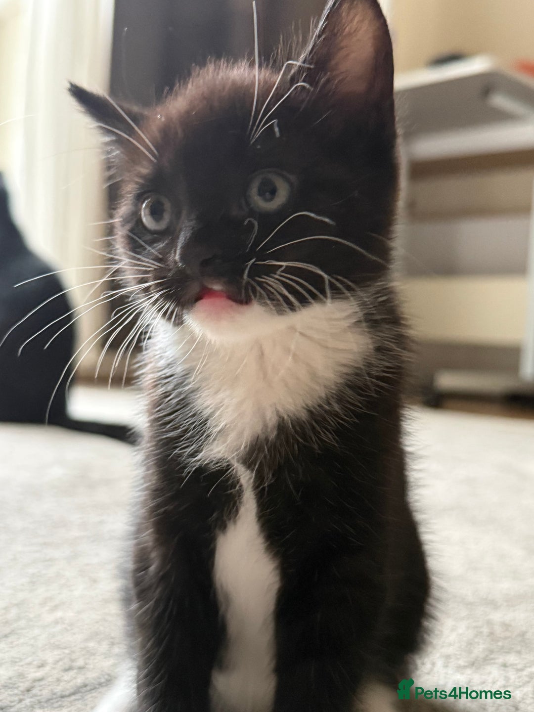 European cats for sale: Kittens looking for forever home - Image 1