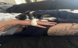 Maine Coon cats for sale: Kittens for sale  - Image 3