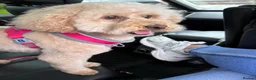Cockapoo dogs for sale: Looking for a loving home in Warrington - Advert 1