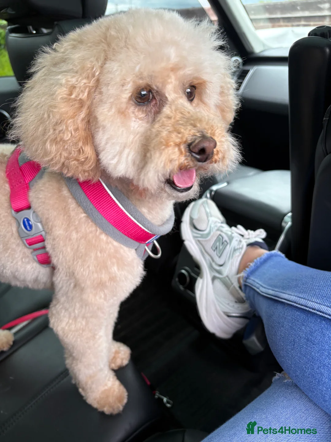 Cockapoo dogs for sale: Looking for a loving home in Warrington - Advert 1