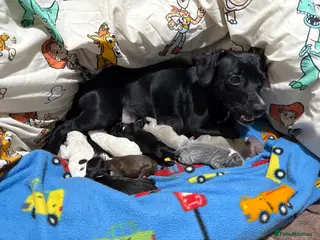 Mixed Breed dogs French bulldog/ cocker spaniel Just born - Advert 2