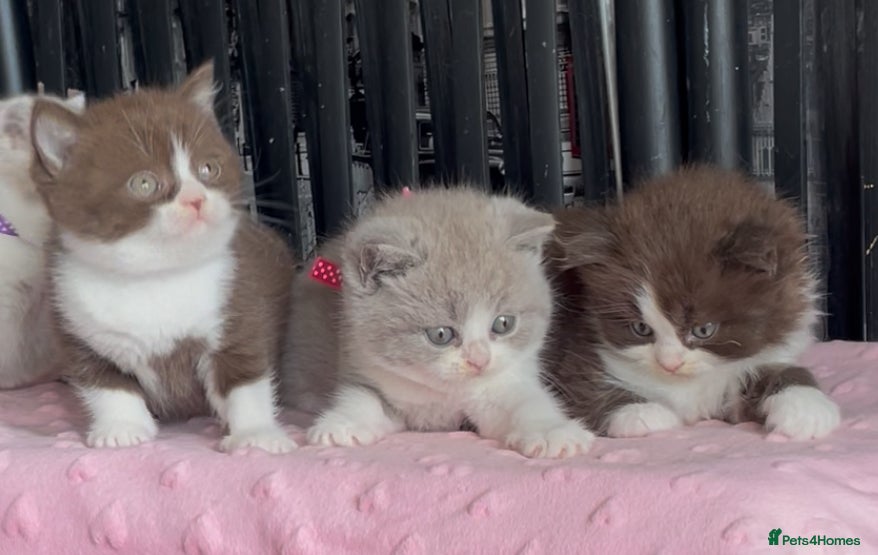 British Shorthair cats for sale: Beautiful BSH Champion line Kittens  - Advert 7