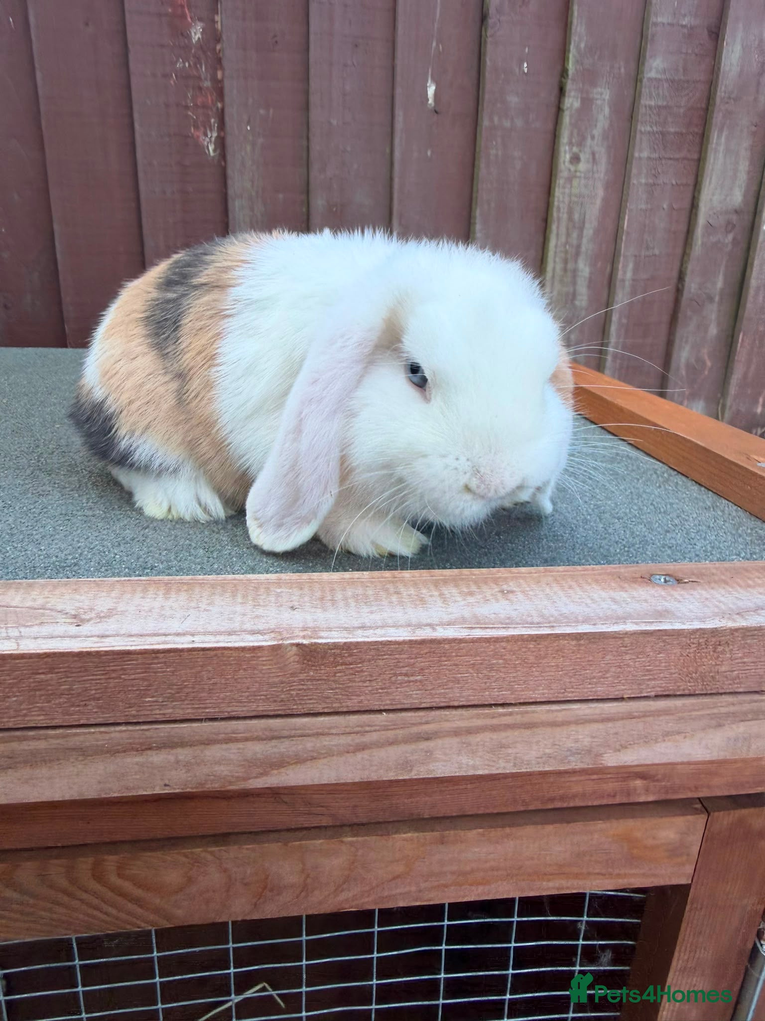 Mini Lop rabbits Purebred minilop bucks AVAILABLE NOW - Advert 1