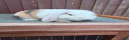 Mini Lop rabbits for sale: Purebred minilop bucks AVAILABLE NOW - Advert 3