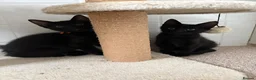 Mixed Breed cats for sale: Kittens looking for new homes - Advert 4