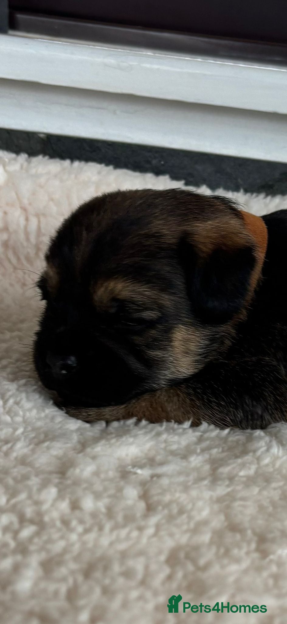 Border Terrier Puppy 2
