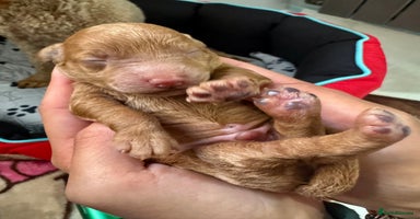 Toy Poodle dogs - Advert 6
