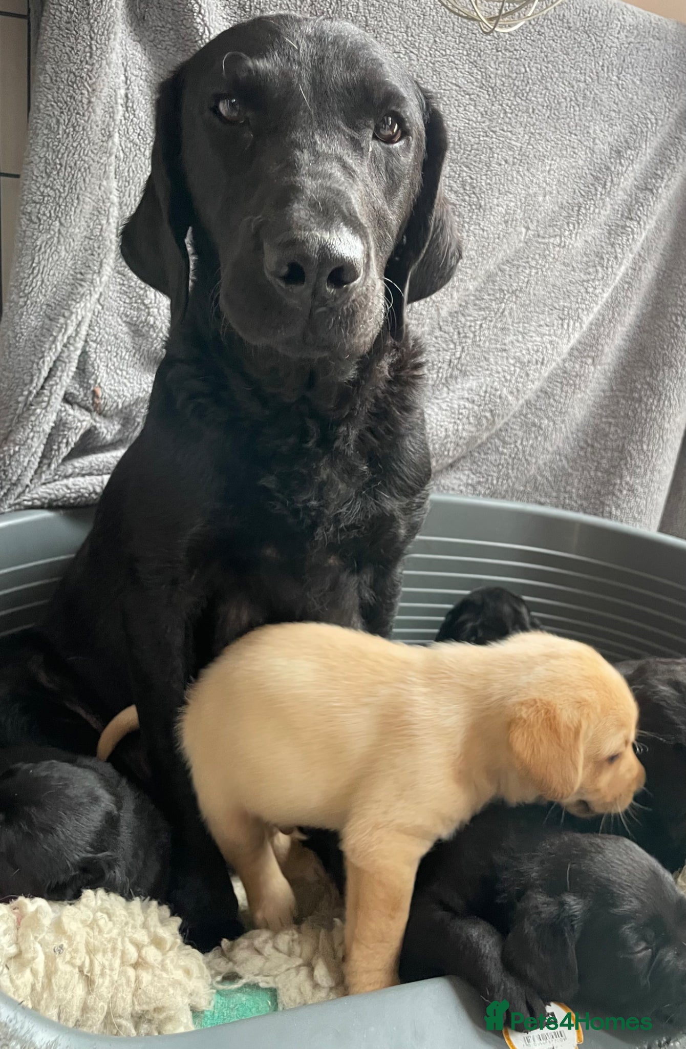 Labrador Retriever dogs Black and yellow kc registered  - Advert 2
