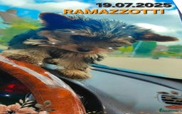Yorkshire Terrier dogs for sale: Yorkshire Terrier Baby face boys for Sale  😍 - Image 2