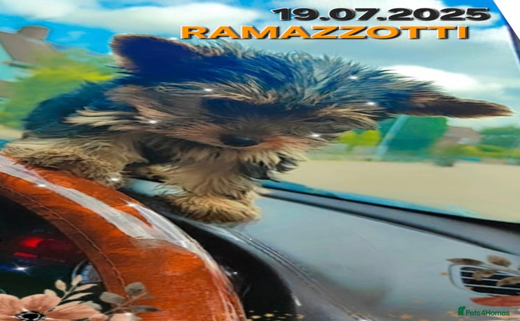 Yorkshire Terrier dogs - Advert 20