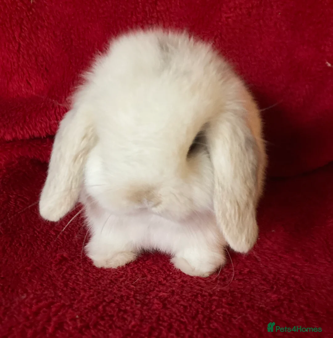 Mini Lop rabbits for sale: Adorable Pure Mini Lop Rabbits  - Advert 2