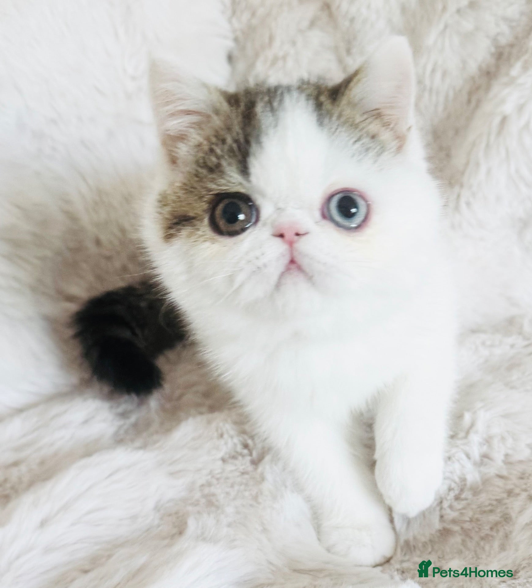 Exotic cats for sale: Extremely rare exotic shorthair kittens  - Advert 1