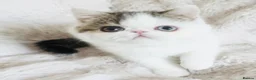 Exotic cats for sale: Extremely rare exotic shorthair kittens  - Advert 1