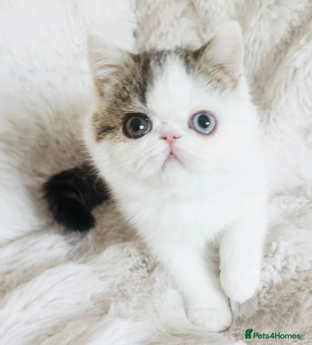 Exotic cats for sale: Extremely rare exotic shorthair kittens  - Advert 1