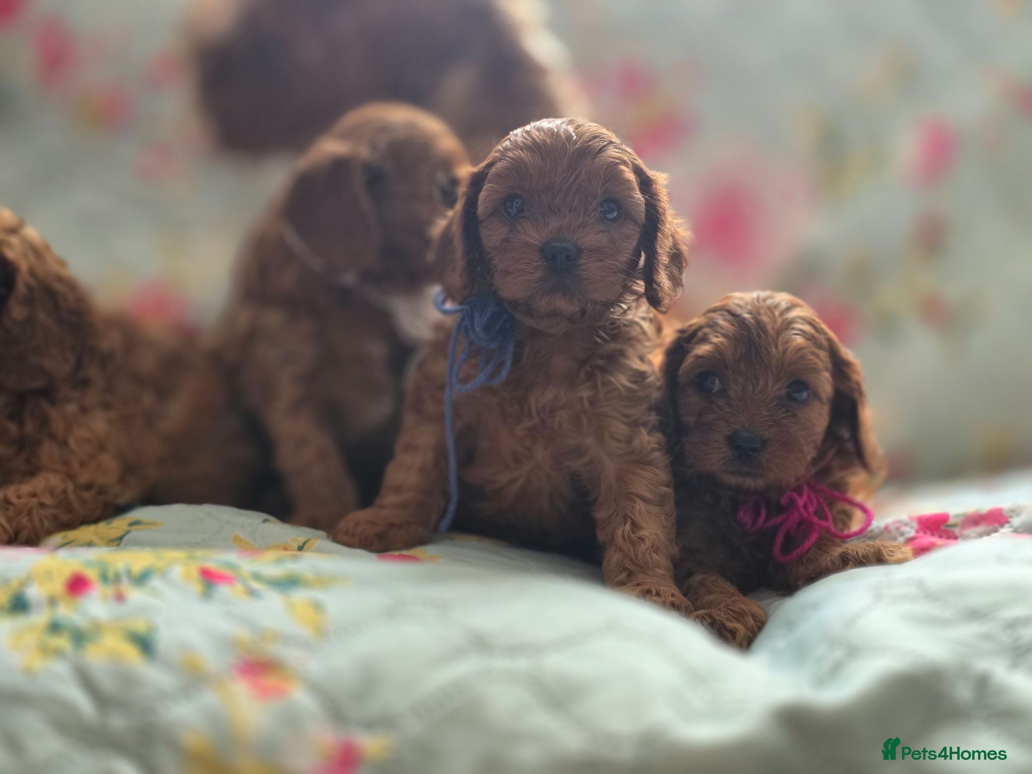 Cavapoo dogs ToyCavaPoo - Advert 1