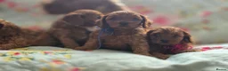 Cavapoo dogs for sale: Toy Cavapoo - Advert 5