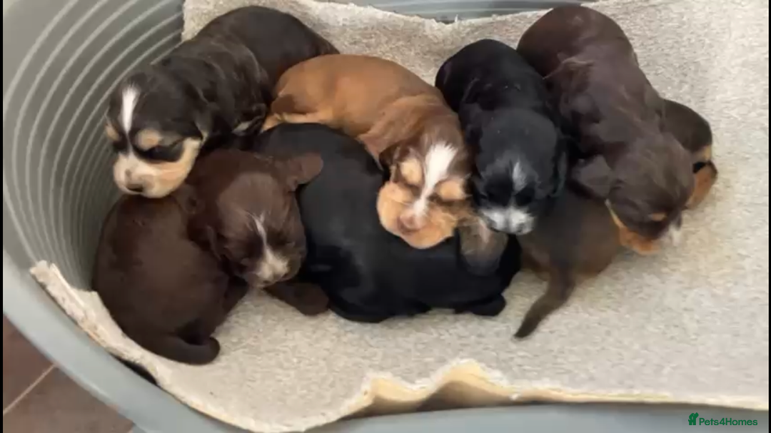 Cocker Spaniel dogs for sale: Kc show extensive health tests beautiful colours - Image 6