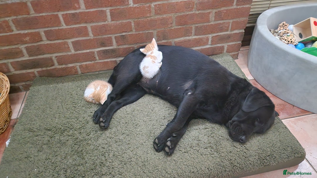 Domestic Shorthair cats for sale: Female kittens - Image 14