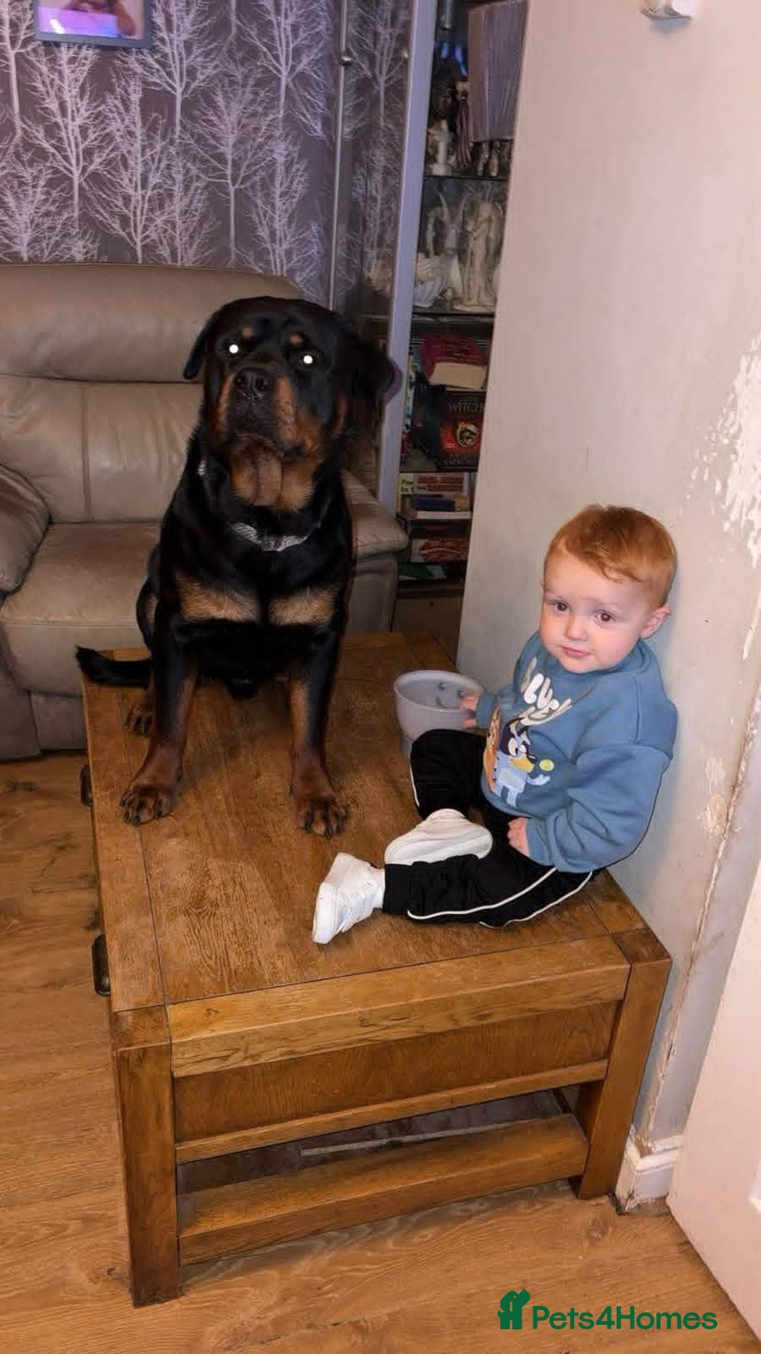 Rottweiler dogs for stud: Azrael KC Registered Health Tested Proven Stud - Advert 3