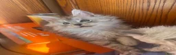 Maine Coon cats for sale: Exceptional Pedigree Maine Coon kittens available  in Worcester - Advert 21