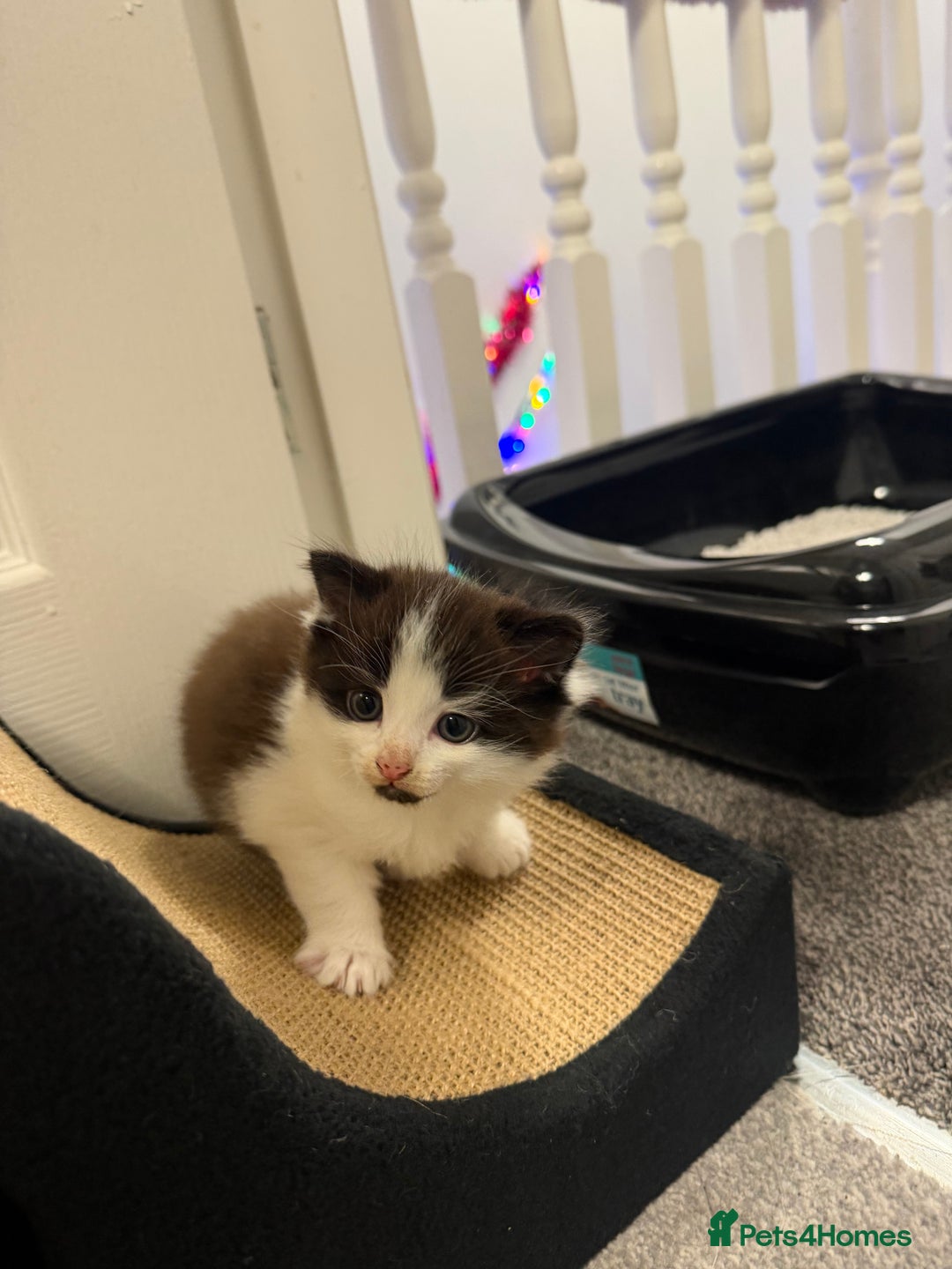 British Shorthair cats for sale: Adorable kittens  - Advert 3