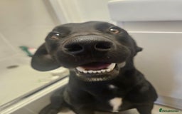Cockerdor dogs for stud: 🐾 STUD AVAILABLE – Dylan the Cockador 🐾 - Image 3