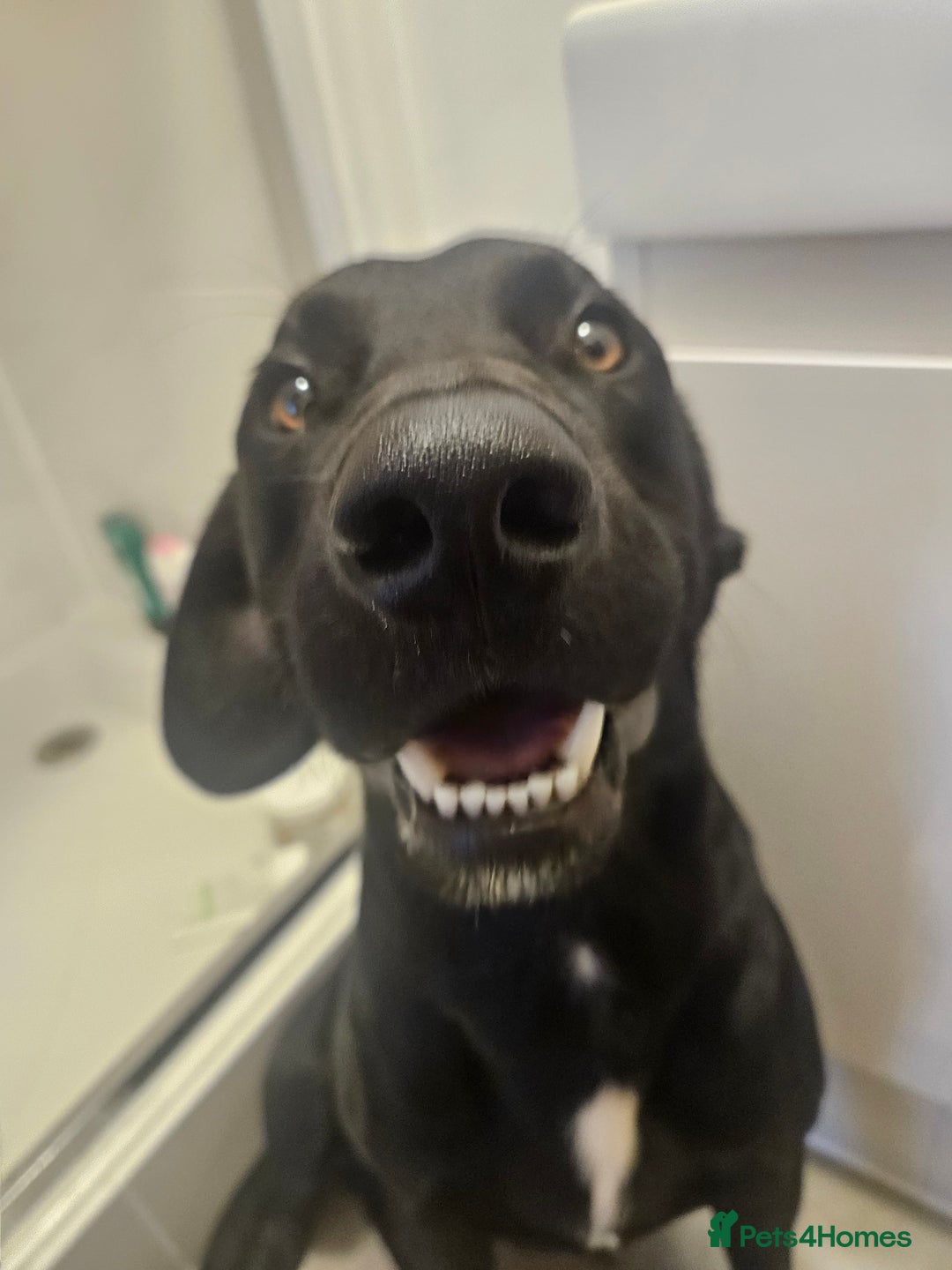 Cockerdor dogs for stud: 🐾 STUD AVAILABLE – Dylan the Cockador 🐾 - Image 3
