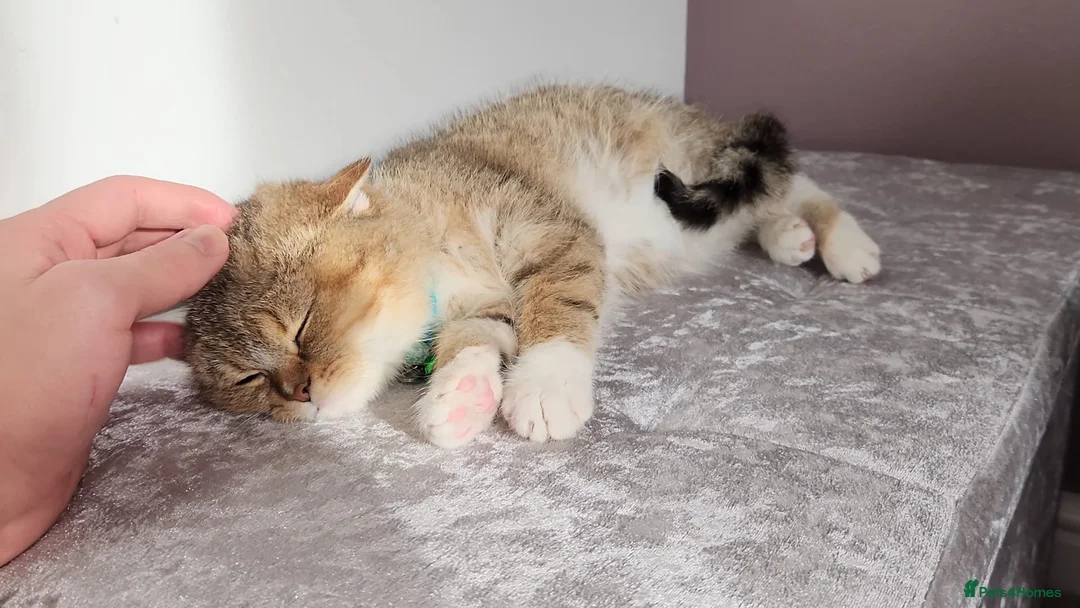 British Shorthair cats for sale: Amazing Quality Pedigree British Shorthair Kittens - Advert 19