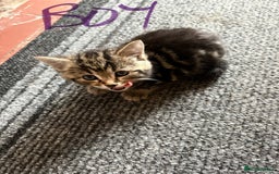 Domestic Shorthair cats for sale: Kitten for sale  - Image 2