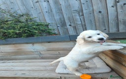 Golden Retriever dogs for sale: Golden retriever chunky pups  - Image 4