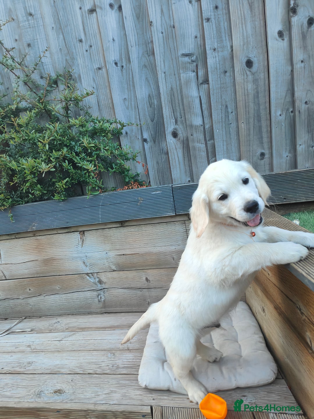Golden Retriever dogs for sale: Golden retriever chunky pups  - Image 4