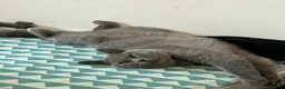 British Shorthair cats for sale: Beautiful Blue BSH Cat - Advert 11
