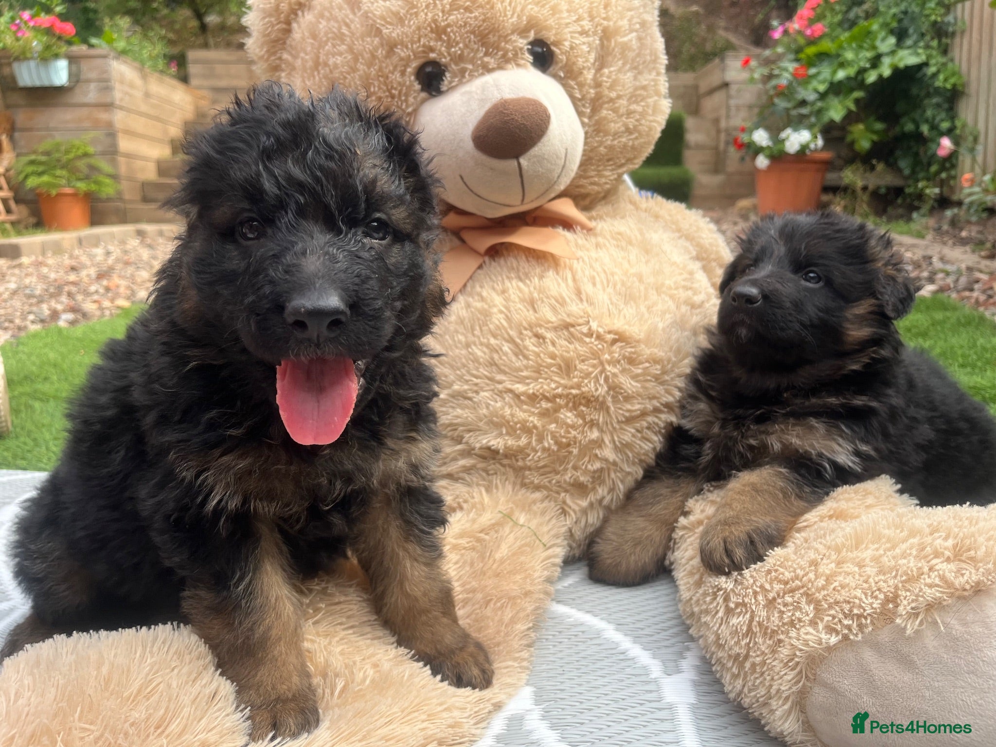 German Shepherd dogs Stunning GSD puppies for sale  - Advert 13