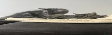 Nebelung 2