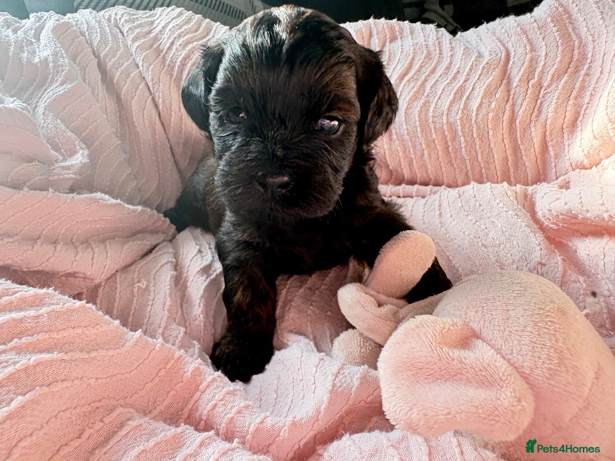 Shihpoo dogs Adorable F1B Shihpoo puppies ready 9/8/26 🧸🤎🐾 - Advert 1