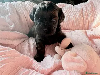 Shihpoo dogs Adorable F1B Shihpoo puppies ready 9/8/26 🧸🤎🐾 - Advert 1