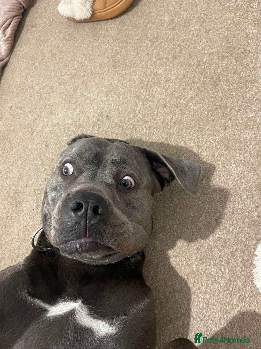 Cane Corso dogs for sale: Tyson  - Advert 2