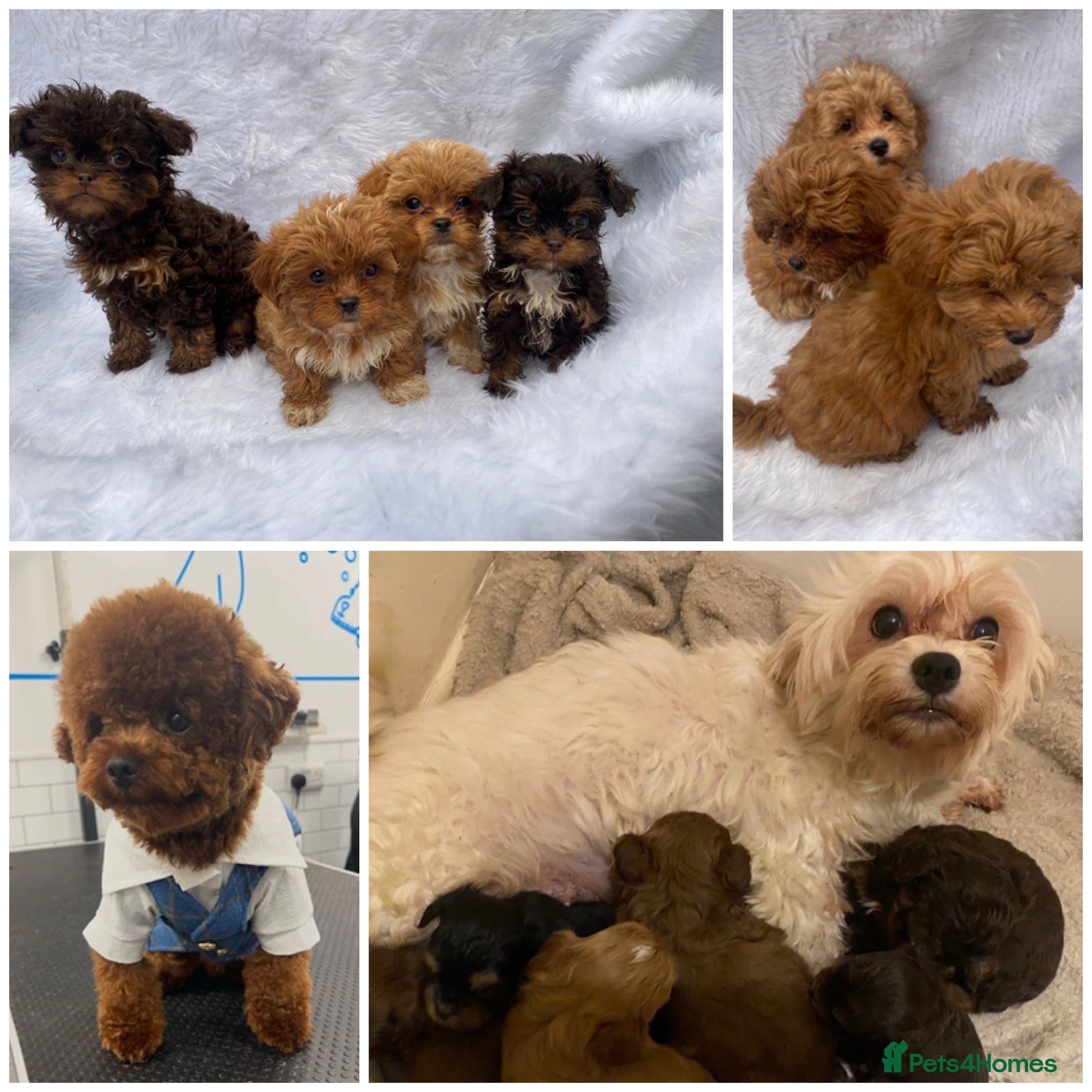 Maltipoo dogs Extensively DNA clear toy Asian Maltipoo puppies  - Advert 5