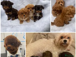 Maltipoo dogs Extensively DNA clear toy Asian Maltipoo puppies - Advert 5