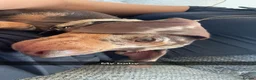 Miniature Dachshund dogs for sale: Miniature dachshund looking for a new home! - Advert 1