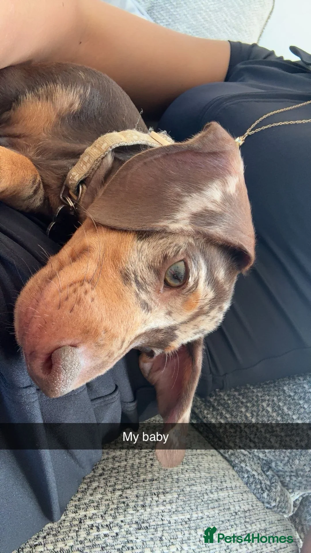 Miniature Dachshund dogs for sale: Miniature dachshund looking for a new home! - Advert 1