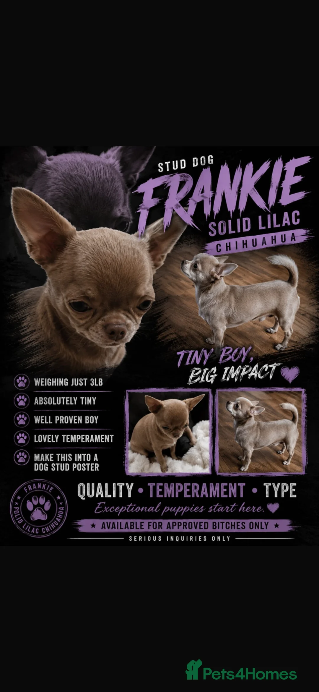 Chihuahua dogs for stud: BEAUTIFUL KC BOYS FOR STUD DUTIES 💜🤎 - Advert 2
