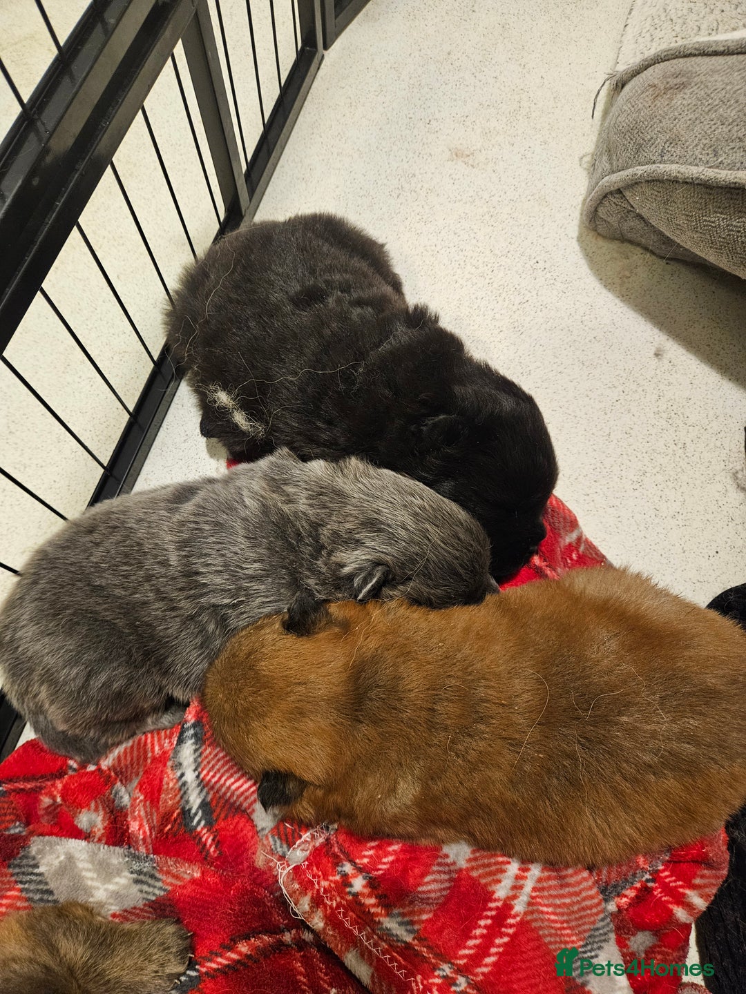 Chow Chow dogs for sale: Chow chow puppies - Advert 9