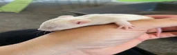 Rat rodents for sale: Baby dumbo rats ready end of July   - Advert 2