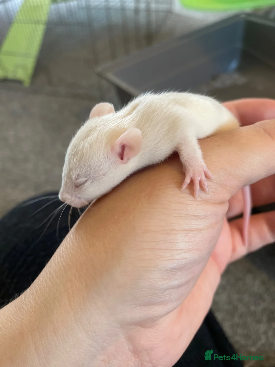Rat rodents for sale: Baby dumbo rats ready end of July   - Advert 2
