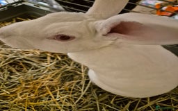 Rex rabbits for sale: Standard Rex Buck - REW. - Image 10
