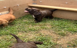 Sprocker dogs for sale: 3 beautiful Sprocker Spaniels  - Image 20