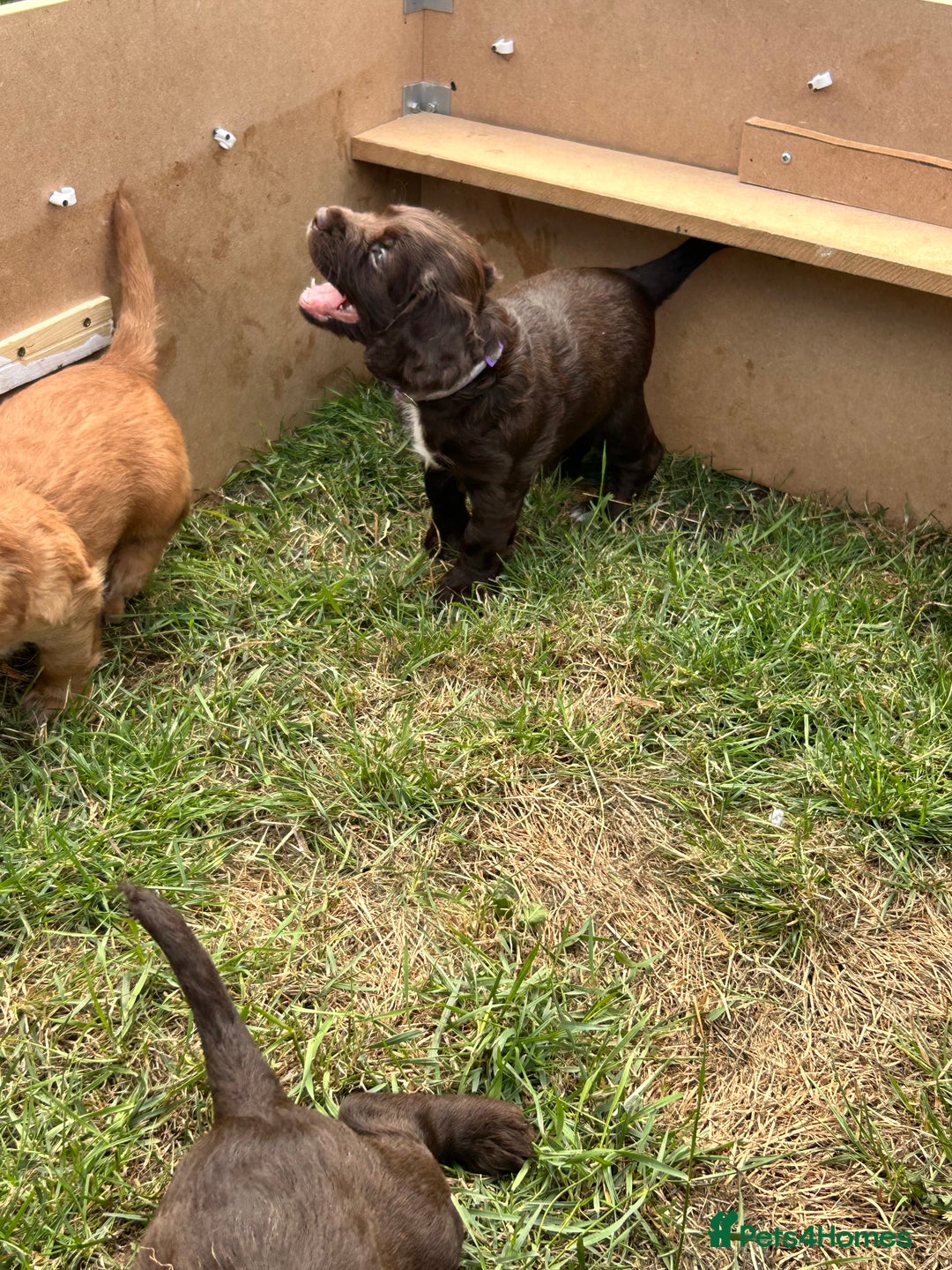 Sprocker dogs for sale: 3 beautiful Sprocker Spaniels  - Image 20