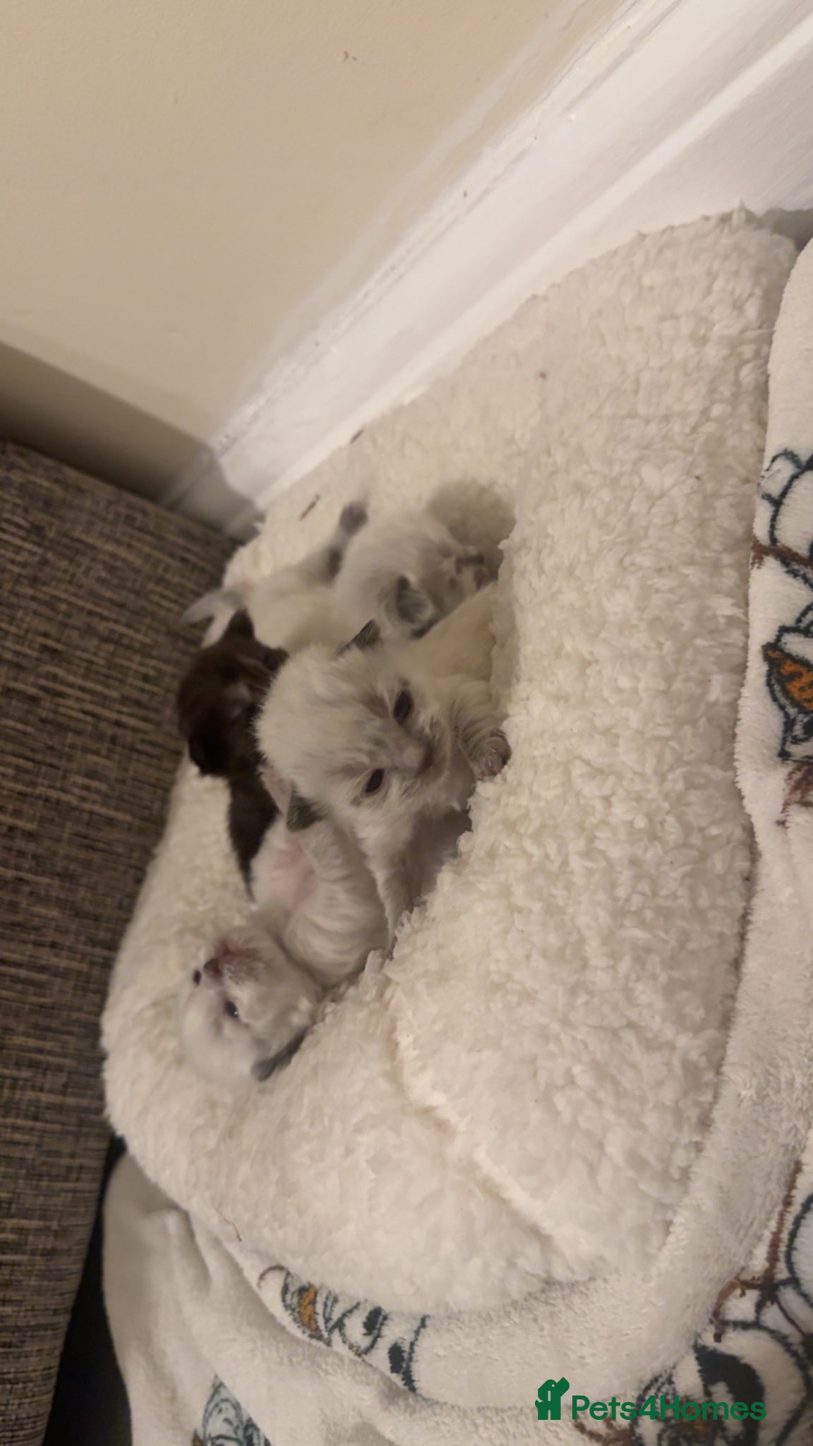 Ragdoll cats 🐾 Beautiful Ragdoll Kittens Available🐾 - Advert 11